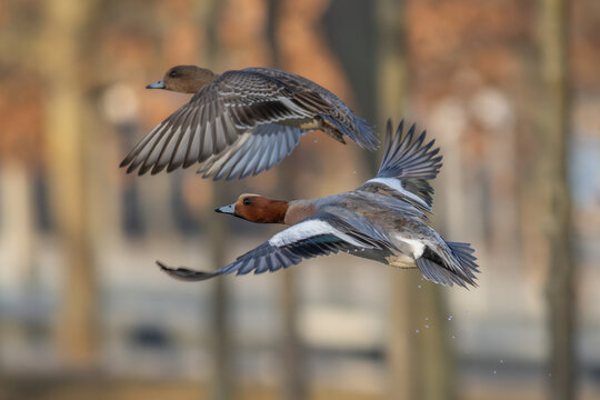 Eurasian wigeon (Mareca penelope) - Pfeifente