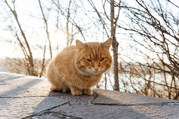 Cats Focusing Sharply, Portrait Of Alert Ginger Cat With Prominent Whiskers And Sunlight Highlights, Intimate Shot Of Keeneyed Ginger Cat Showing Textured Fur And Bright Outdoor Lighting