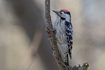 Lesser spotted woodpecker (Dryobates minor) - Kleinspecht