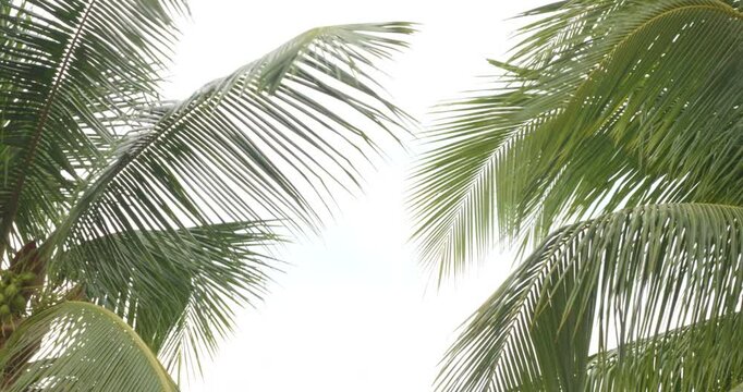 Tropical beach palm leaves coconut trees on white background, palm fronds swaying in wind nature frame border summer background