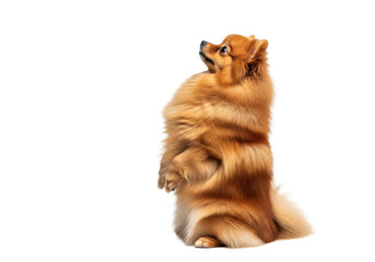 Obraz premium An intensely fluffy orange-ginger pomeranian dog standing obediently on hind legs in profile against a stark white, high-key studio background, commercial pet portraiture concept