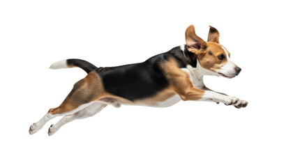 muscular tricolor beagle running mid-stride with all four paws suspended against a seamless white backdrop, concept of powerful athleticism and dynamic movement