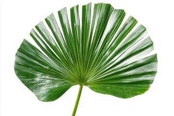 Green fan palm leaf isolated on white background for tropical design