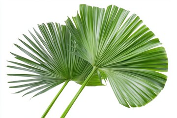 Green fan palm leaf isolated on white background for tropical design