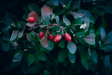 A close up of red barberry berries and green and red leaves
