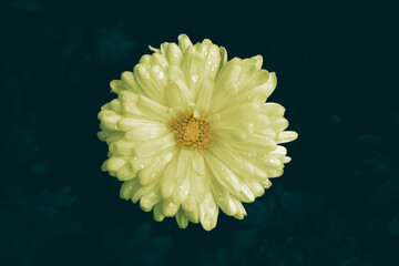 A close up of a yellow Chrysanthemum flower with rain drops, 