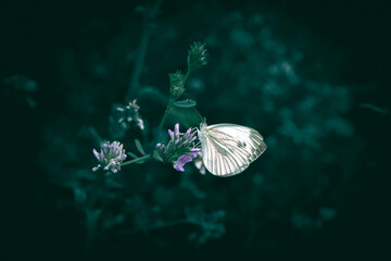 A close up of a white butterfly on small purple flowers