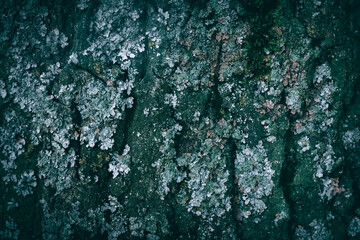 A close up of an old tree bark texture with lichen