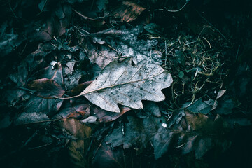 A close up of a dry Autumn leaf on the forest floor