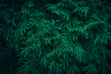 A close up of green White Cedar Thuja branches texture © Wyxina