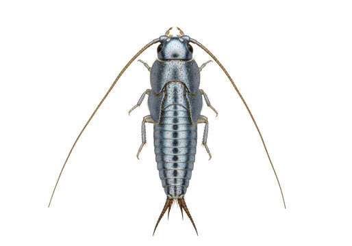 Macro photograph of a highly detailed silverfish specimen, segmented metallic silver-gray body and long filaments, isolated on a clean white background, clinical scientific documentation concept