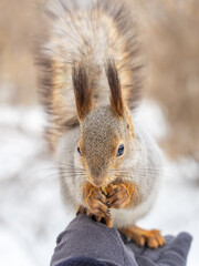 Fototapeta premium Squirrel eats nuts from a man's hand. Caring for animals in winter or autumn.