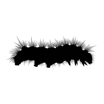 dense black silhouette of a segmented hairy caterpillar larva crawling in precise profile against a pure white background, scientific illustration concept