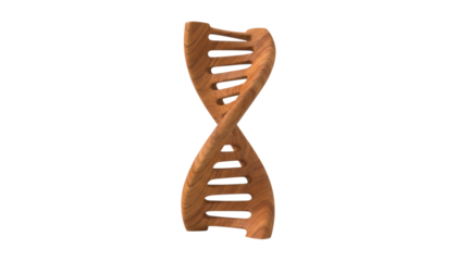 Wooden DNA double helix model sculpture with a beautiful grain texture stands vertically, representing concepts of genetics, biology, and the organic nature of life
