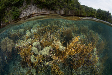 Corals grow in extremely shallow water amid the craggy limestone islands of Misool, Raja Ampat. This beautiful, tropical region harbors spectacular marine biodiversity.