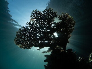 Sunlight falls through the canopy of a small table coral growing amid the limestone islands of Misool, Raja Ampat. This beautiful region harbors spectacular marine biodiversity.