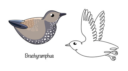 Brachyramphus