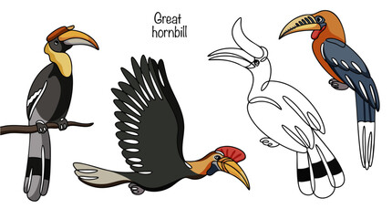 Great hornbill
