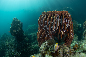 A barrel sponge grows amid the craggy limestone islands of Misool, Raja Ampat. This beautiful region harbors spectacular marine biodiversity and is known as the heart of the Coral Triangle.