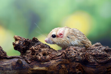 a desert rat known as gerbil ,looking for food