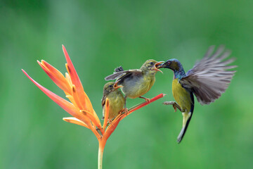 Male Olive-backed sunbird is feeding its chicks