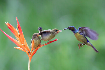 Male Olive-backed sunbird is feeding its chicks