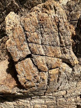 A high-detail close-up featuring a protruding knot of aged tree bark. The texture displays significant weathering with deep vertical and horizontal cracks, revealing the dense, fibrous inner layers of
