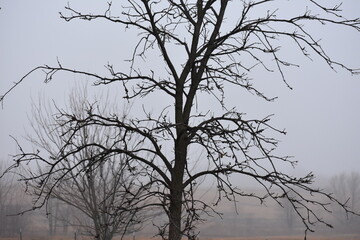 Bare Tree