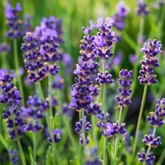 Close-up of a sprig of flowering lavender. The flower is swaying in the wind. A purple flower in a flower bed or in a field. Production of essential oil.