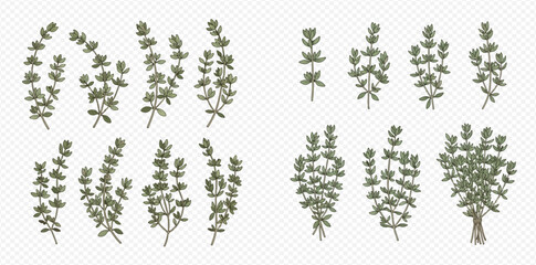 Set of fresh thyme sprigs and bunches with green leaves, aromatic herb for cooking. © MuammarAuliyan