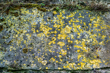 Green and yellow lichen growing on an ancient stone wall