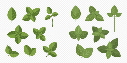 Collection of Fresh Green Basil and Mint Leaves for Culinary Use. © MuammarAuliyan