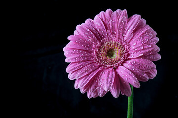 Natural pink gerbera daisy covered with fresh water droplets on a dark black background, front view macro with rich texture and contrast, elegant floral closeup for greeting cards, copy space