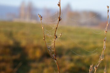 Delicate spider web covered in tiny dew drops forming a natural design, clinging to a dry plant stem against a soft, blurred background of an autumn field during sunrise.