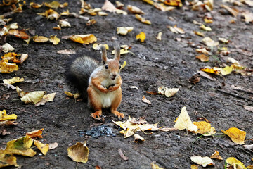 Funny, cute squirrel eats nuts on the first winter blanket of fallen leaves. People in parks help squirrels survive the harsh winter cold by leaving treats of nuts and seeds in the forest.