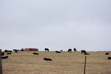 Herd of Cows in a Farm Field