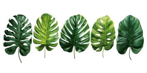 Lush Green Monstera Leaves Displayed Elegantly on White Background - Perfect for Tropical Themes and Interior Design