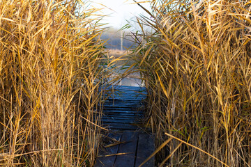 Fototapeta premium A wooden pier, framed on both sides by golden reeds juts out into the calm water. In the soft autumn light the reed-covered pier creates an atmosphere of peaceful rustic tranquility on the lakeshore.