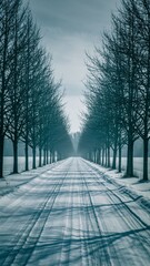 snowy road with leafless trees