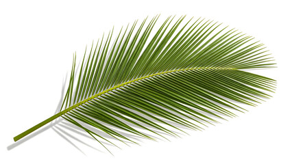 Obraz premium A single green palm frond isolated on a plain background viewed from above 1223_441