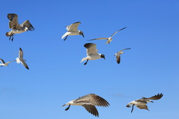 Viele M&ouml;wen im Flug