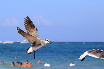 M&ouml;we im Flug &uuml;ber sch&ouml;nem Meer