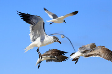 Viele M&ouml;wen im Flug
