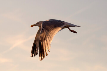 M&ouml;we im Flug beim Sonnenuntergang