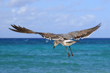 M&ouml;we (von hinten) im Flug &uuml;ber sch&ouml;nem Meer