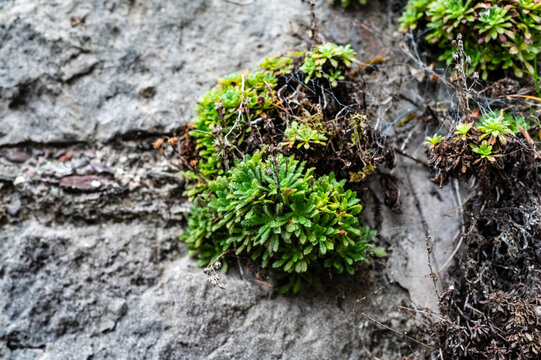 Plants growing in a harsh rocky limestone environment