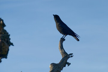 Carrion Crow (Corvus corone) sitting in a tree in Zurich, Switzerland