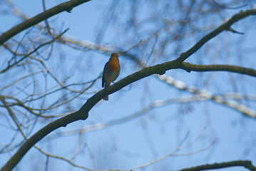 European robin (Erithacus rubecula) sitting on a tree branch in Zurich, Switzerland