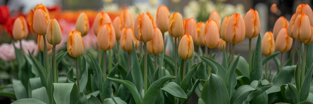 Vibrant cluster of orange and red tulips blooming in a bright garden - Powered by Adobe