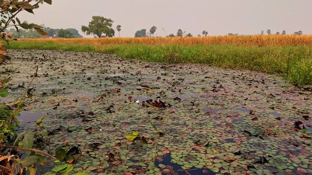 water chestnut farming in pond with boat | water chestnut farming in india 